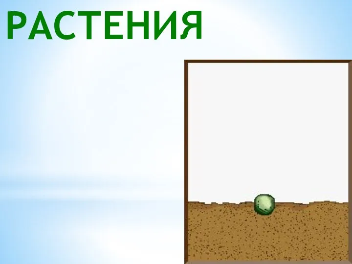 РАСТЕНИЯ