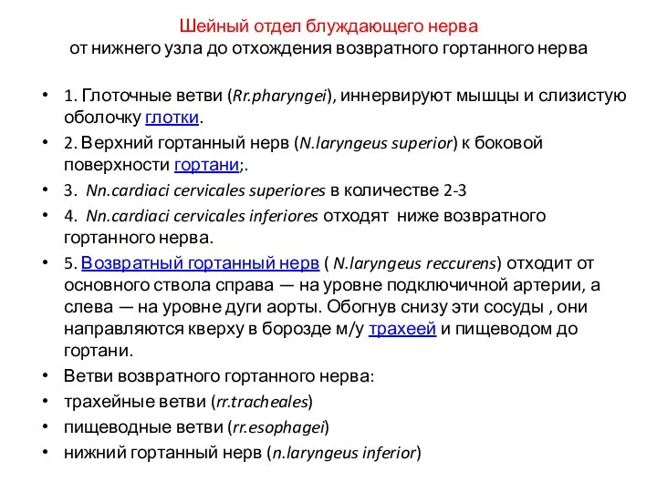 Шейный отдел блуждающего нерва от нижнего узла до отхождения возвратного гортанного нерва