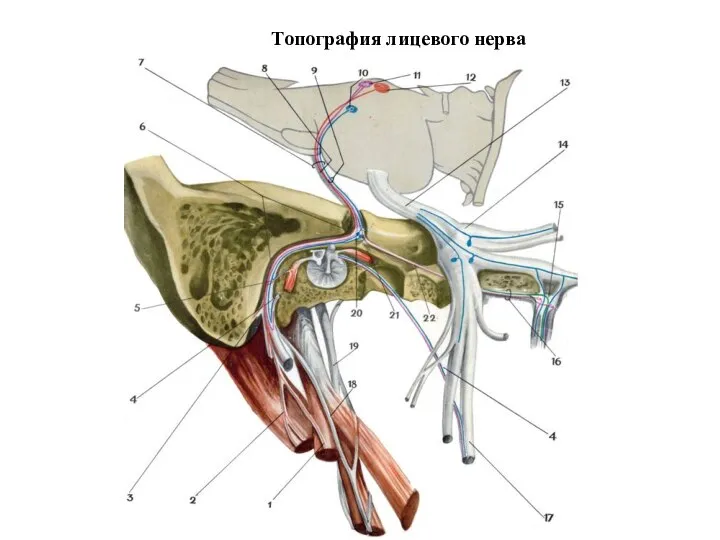 Топография лицевого нерва