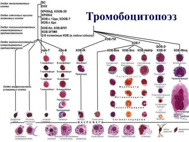 Тромобоцитопоэз