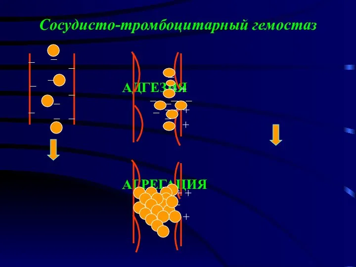 Сосудисто-тромбоцитарный гемостаз АДГЕЗИЯ АГРЕГАЦИЯ + + + + + + + +