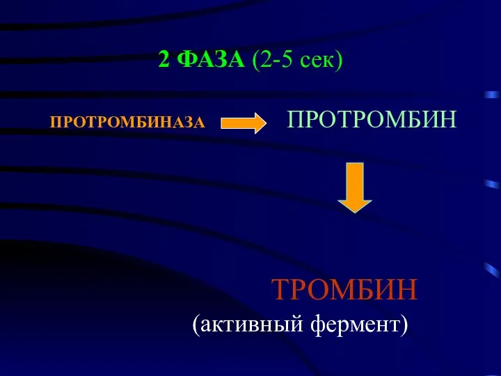 2 ФАЗА (2-5 сек) ПРОТРОМБИНАЗА ПРОТРОМБИН ТРОМБИН (активный фермент)