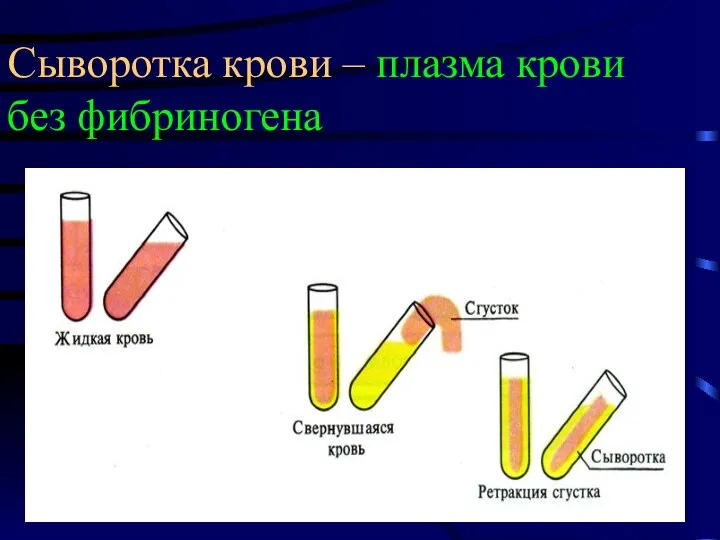 Сыворотка крови – плазма крови без фибриногена