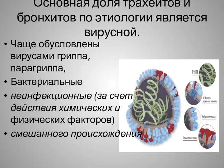 Основная доля трахеитов и бронхитов по этиологии является вирусной. Чаще обусловлены вирусами