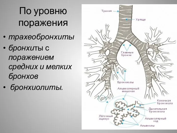 По уровню поражения трахеобронхиты бронхиты с поражением средних и мелких бронхов бронхиолиты.