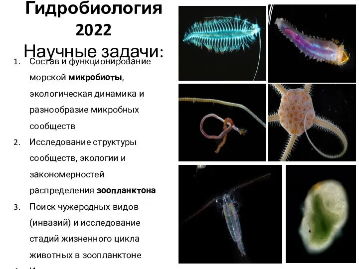 Гидробиология 2022 Научные задачи: Состав и функционирование морской микробиоты, экологическая динамика и