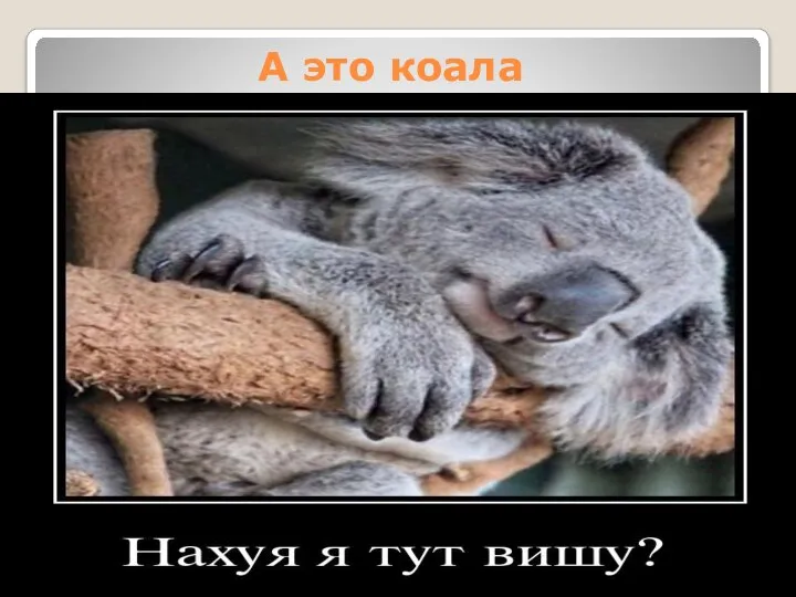 А это коала