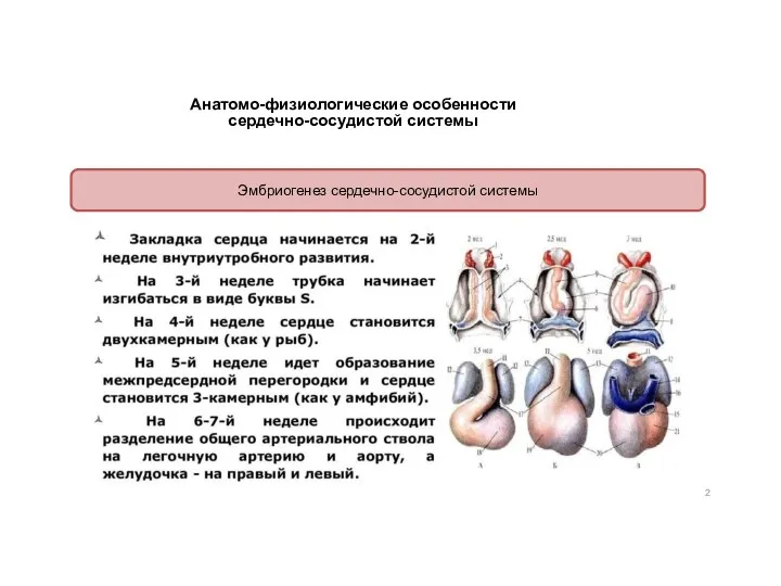Анатомо-физиологические особенности сердечно-сосудистой системы Эмбриогенез сердечно-сосудистой системы