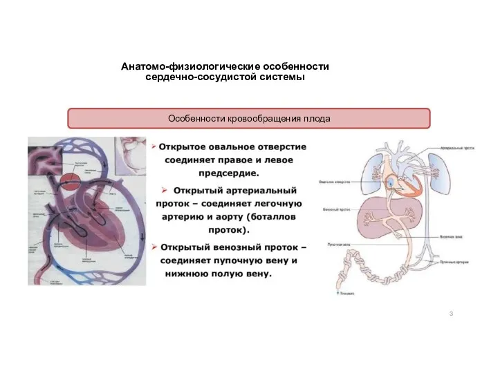 Анатомо-физиологические особенности сердечно-сосудистой системы Особенности кровообращения плода