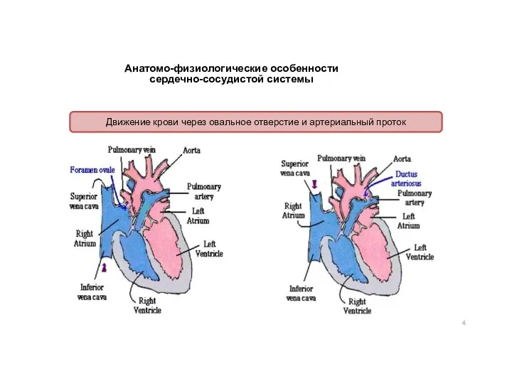 Анатомо-физиологические особенности сердечно-сосудистой системы Движение крови через овальное отверстие и артериальный проток