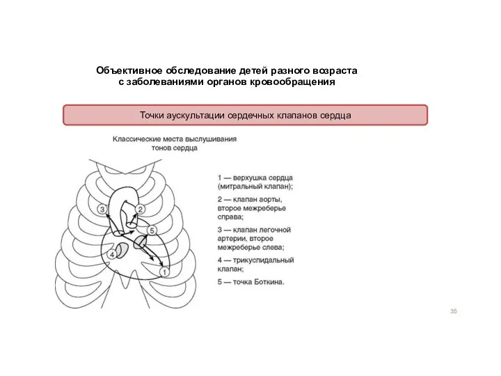 Объективное обследование детей разного возраста с заболеваниями органов кровообращения Точки аускультации сердечных клапанов сердца