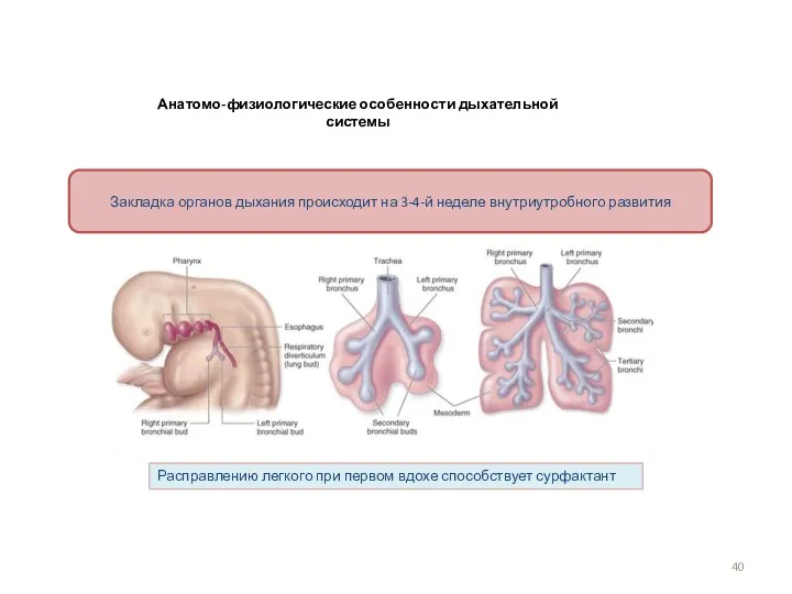 Анатомо-физиологические особенности дыхательной системы Расправлению легкого при первом вдохе способствует сурфактант Закладка