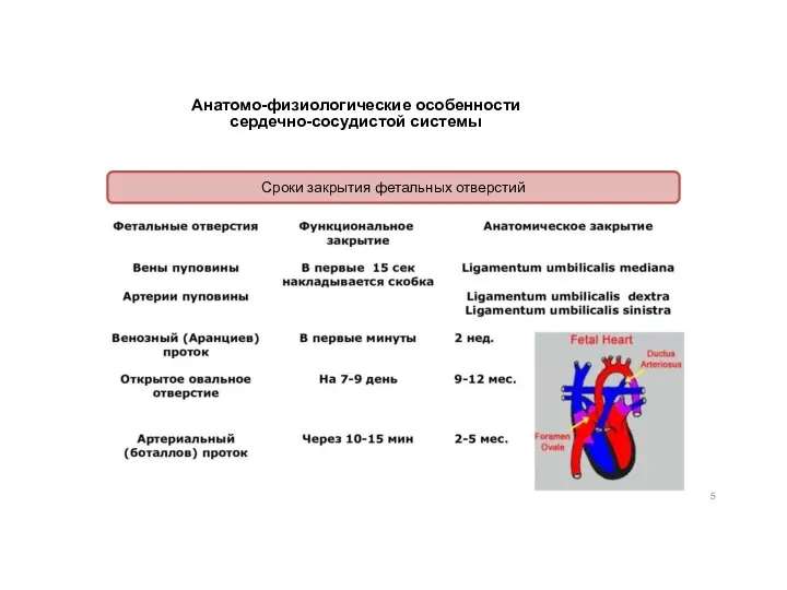Анатомо-физиологические особенности сердечно-сосудистой системы Сроки закрытия фетальных отверстий