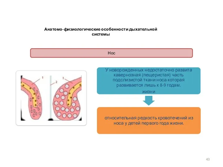 Анатомо-физиологические особенности дыхательной системы Нос