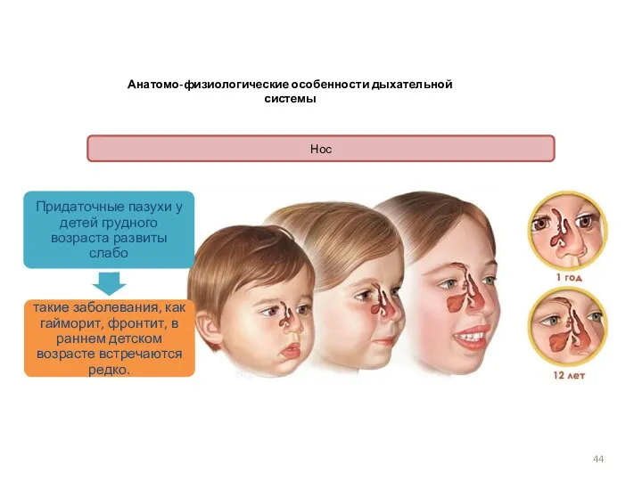 Анатомо-физиологические особенности дыхательной системы Нос