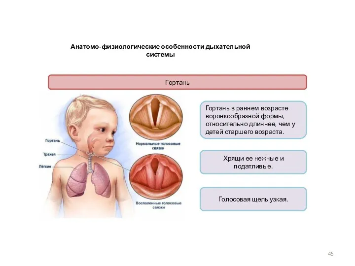 Анатомо-физиологические особенности дыхательной системы Гортань Гортань в раннем возрасте воронкообразной формы, относительно