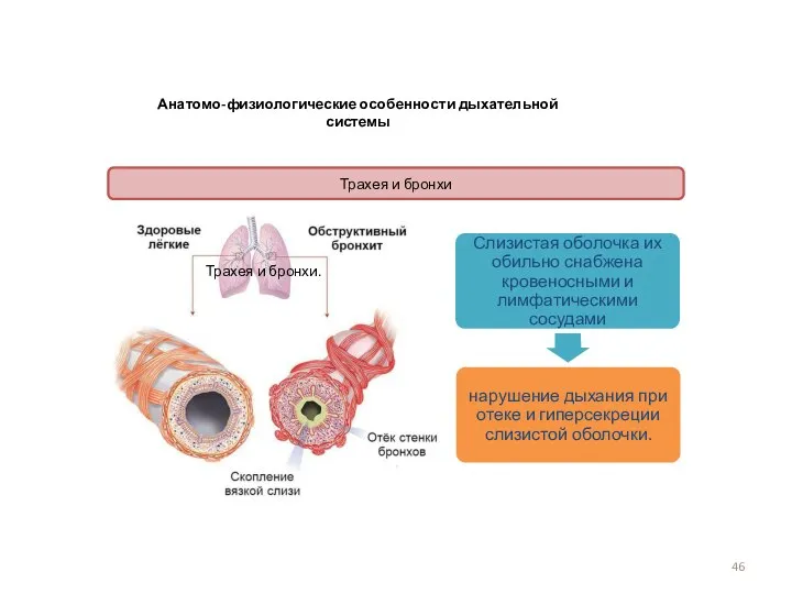 Анатомо-физиологические особенности дыхательной системы Трахея и бронхи Трахея и бронхи.