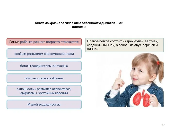 Анатомо-физиологические особенности дыхательной системы Малой воздушностью Правое легкое состоит из трех долей: