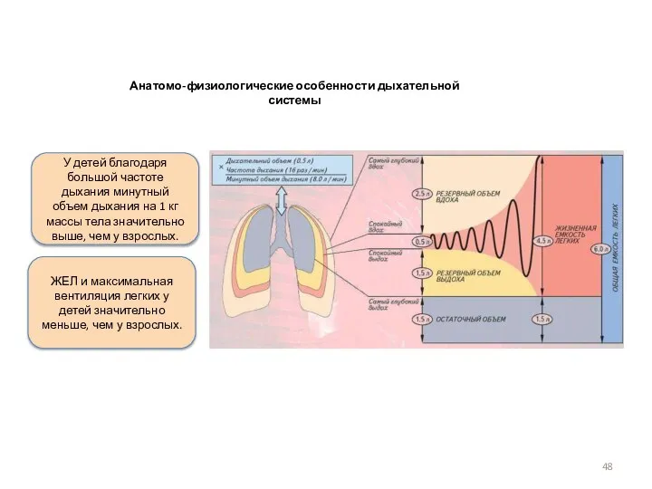 Анатомо-физиологические особенности дыхательной системы ЖЕЛ и максимальная вентиляция легких у детей значительно