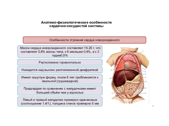 Анатомо-физиологические особенности сердечно-сосудистой системы Особенности строения сердца новорожденного Масса сердца новорожденного составляет
