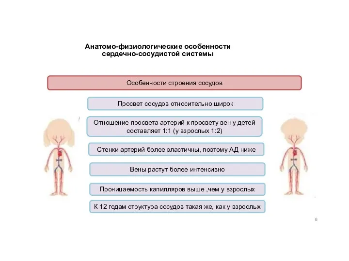 Анатомо-физиологические особенности сердечно-сосудистой системы Особенности строения сосудов Просвет сосудов относительно широк Отношение