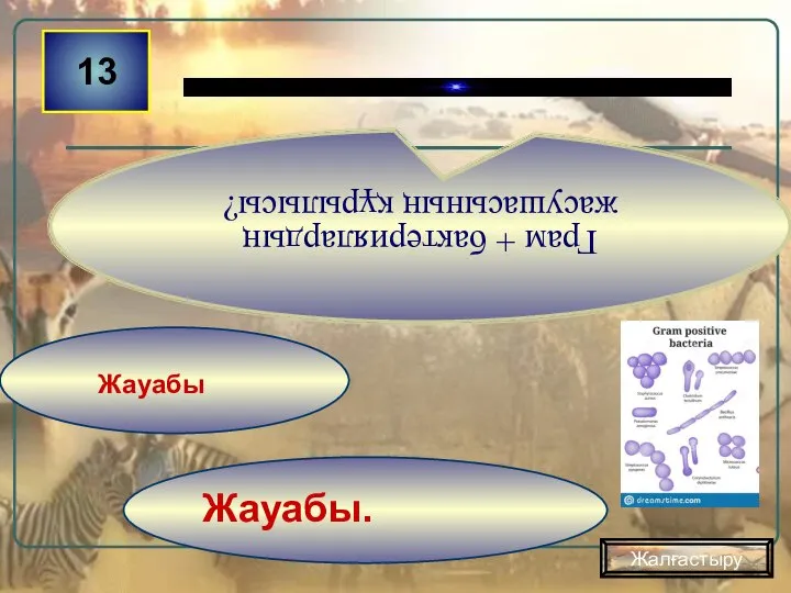 Жауабы. Жауабы 13 Грам + бактериялардың жасушасының құрылысы? Жалғастыру