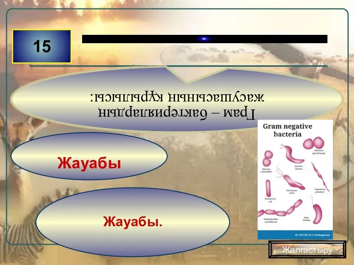 Жауабы. Жауабы 15 Грам – бактериялардың жасушасының құрылысы: Жалғастыру