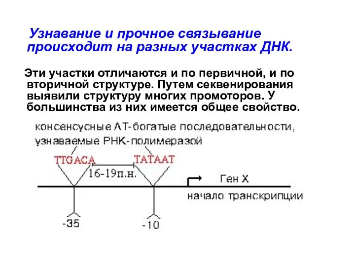 Узнавание и прочное связывание происходит на разных участках ДНК. Эти участки отличаются