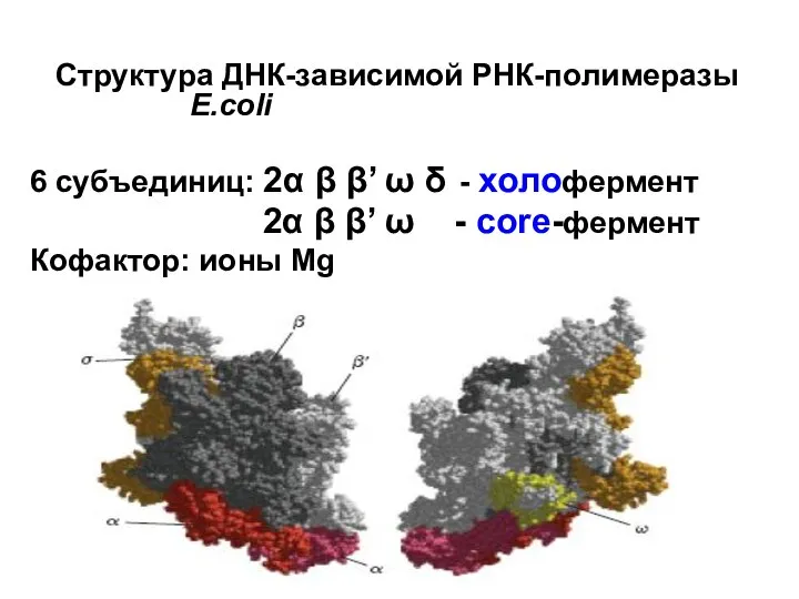 Структура ДНК-зависимой РНК-полимеразы E.coli 6 субъединиц: 2α β β’ ω δ -