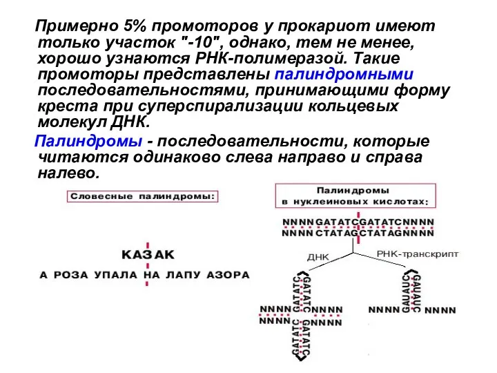 Примерно 5% промоторов у прокариот имеют только участок "-10", однако, тем не