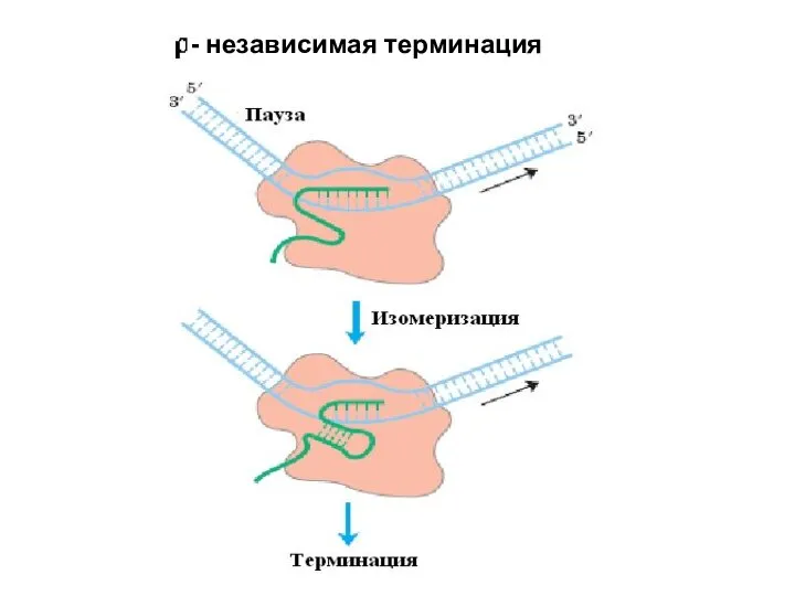 - независимая терминация