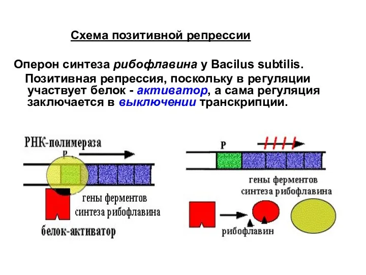 Схема позитивной репрессии Оперон синтеза рибофлавина у Вacilus subtilis. Позитивная репрессия, поскольку