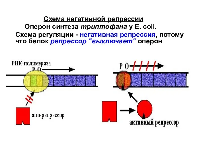 Схема негативной репрессии Оперон синтеза триптофана у E. сoli. Схема регуляции -