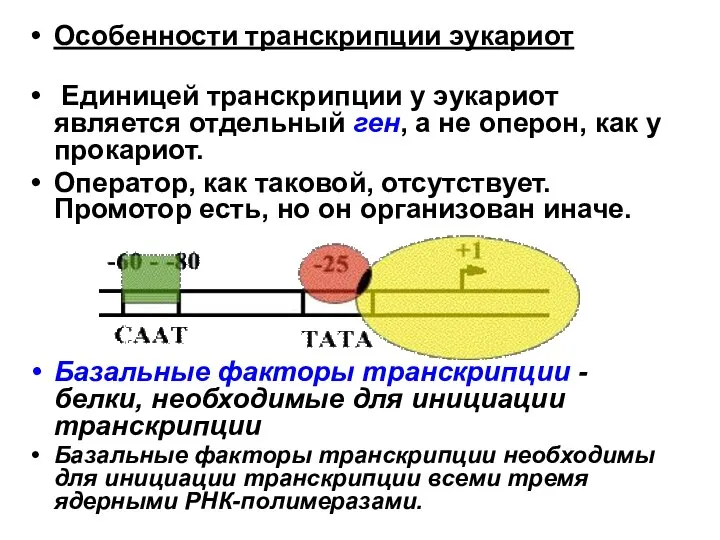Особенности транскрипции эукариот Единицей транскрипции у эукариот является отдельный ген, а не