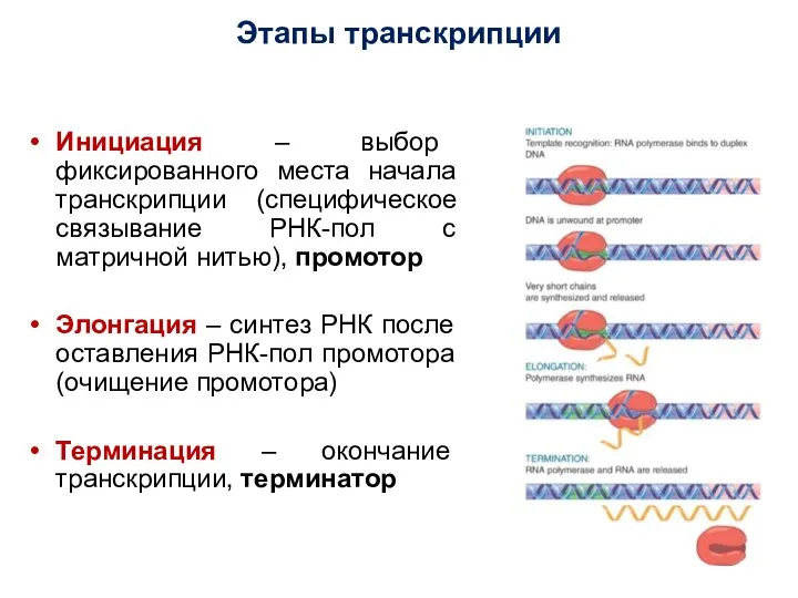 Этапы транскрипции Инициация – выбор фиксированного места начала транскрипции (специфическое связывание РНК-пол