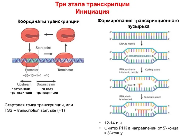 Три этапа транскрипции Инициация Формирование транскрипционного пузырька 12-14 п.н. Синтез РНК в