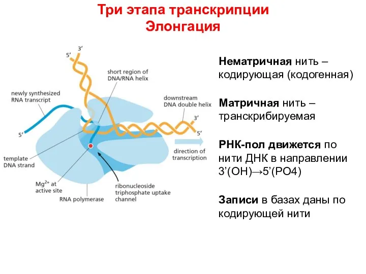 Три этапа транскрипции Элонгация Нематричная нить – кодирующая (кодогенная) Матричная нить –транскрибируемая