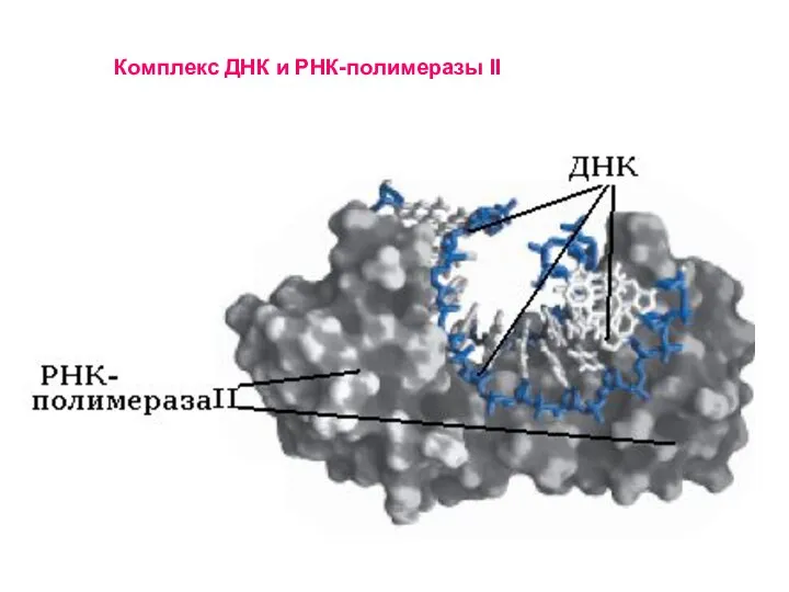 Комплекс ДНК и РНК-полимеразы II