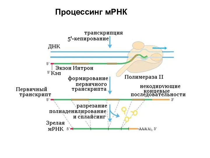 Процессинг мРНК
