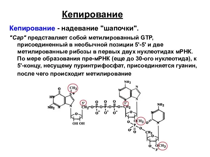 Кепирование Кепирование - надевание "шапочки". "Сар" представляет собой метилированный GTP, присоединенный в