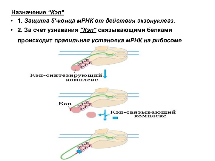Назначение “Кэп" 1. Защита 5'-конца мРНК от действия экзонуклеаз. 2. За счет