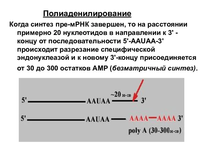 Полиаденилирование Когда синтез пре-мРНК завершен, то на расстоянии примерно 20 нуклеотидов в