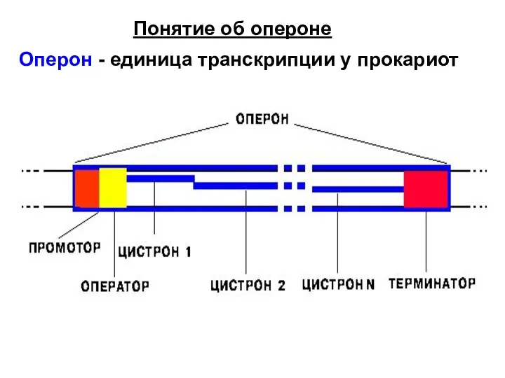 Понятие об опероне Оперон - единица транскрипции у прокариот
