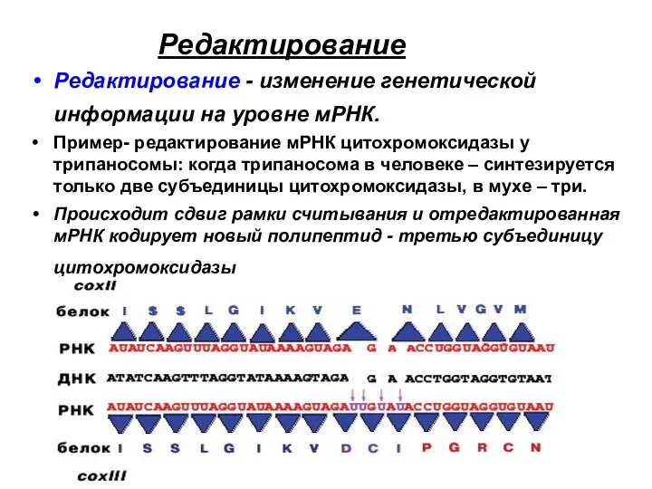 Редактирование Редактирование - изменение генетической информации на уровне мРНК. Пример- редактирование мРНК