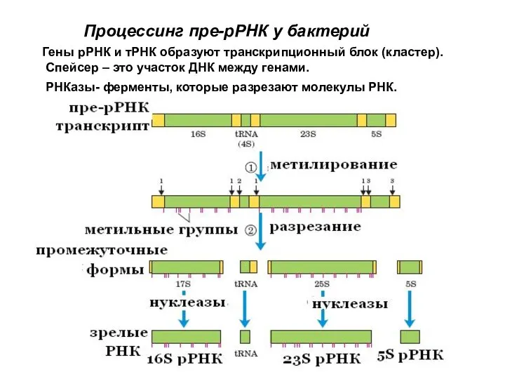 Гены рРНК и тРНК образуют транскрипционный блок (кластер). Спейсер – это участок