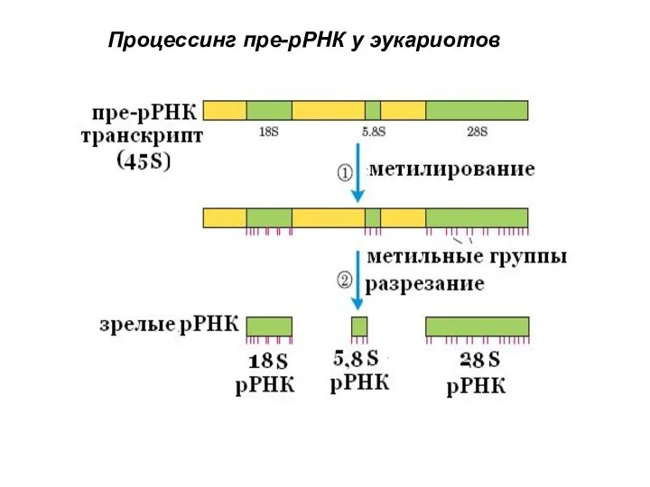 Процессинг пре-рРНК у эукариотов