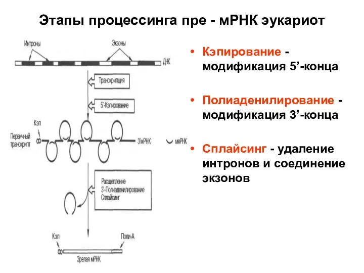 Этапы процессинга пре - мРНК эукариот Кэпирование - модификация 5’-конца Полиаденилирование -