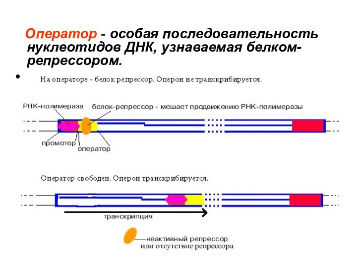 Оператор - особая последовательность нуклеотидов ДНК, узнаваемая белком-репрессором.
