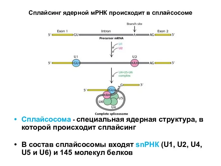 Сплайсинг ядерной мРНК происходит в сплайсосоме Сплайсосома - специальная ядерная структура, в