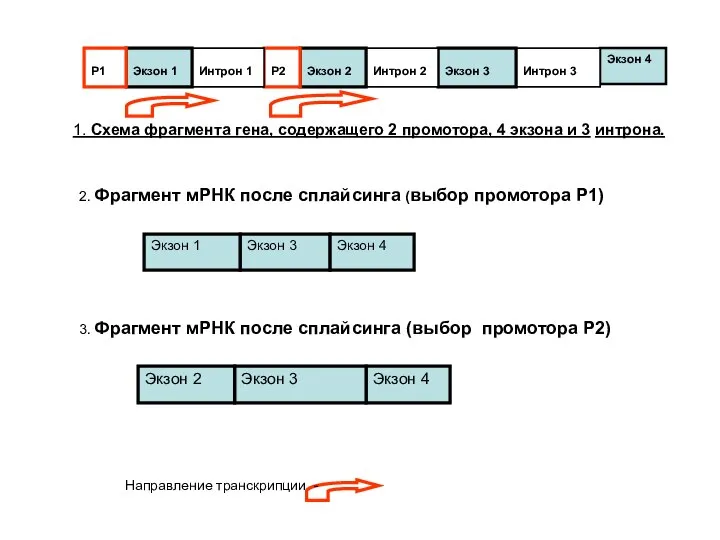 Экзон 4 Интрон 3 Экзон 3 Интрон 2 Экзон 2 Р2 Интрон